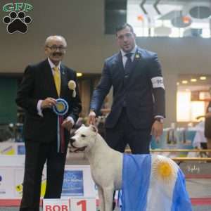 Duff, Dogo Argentino Puppy